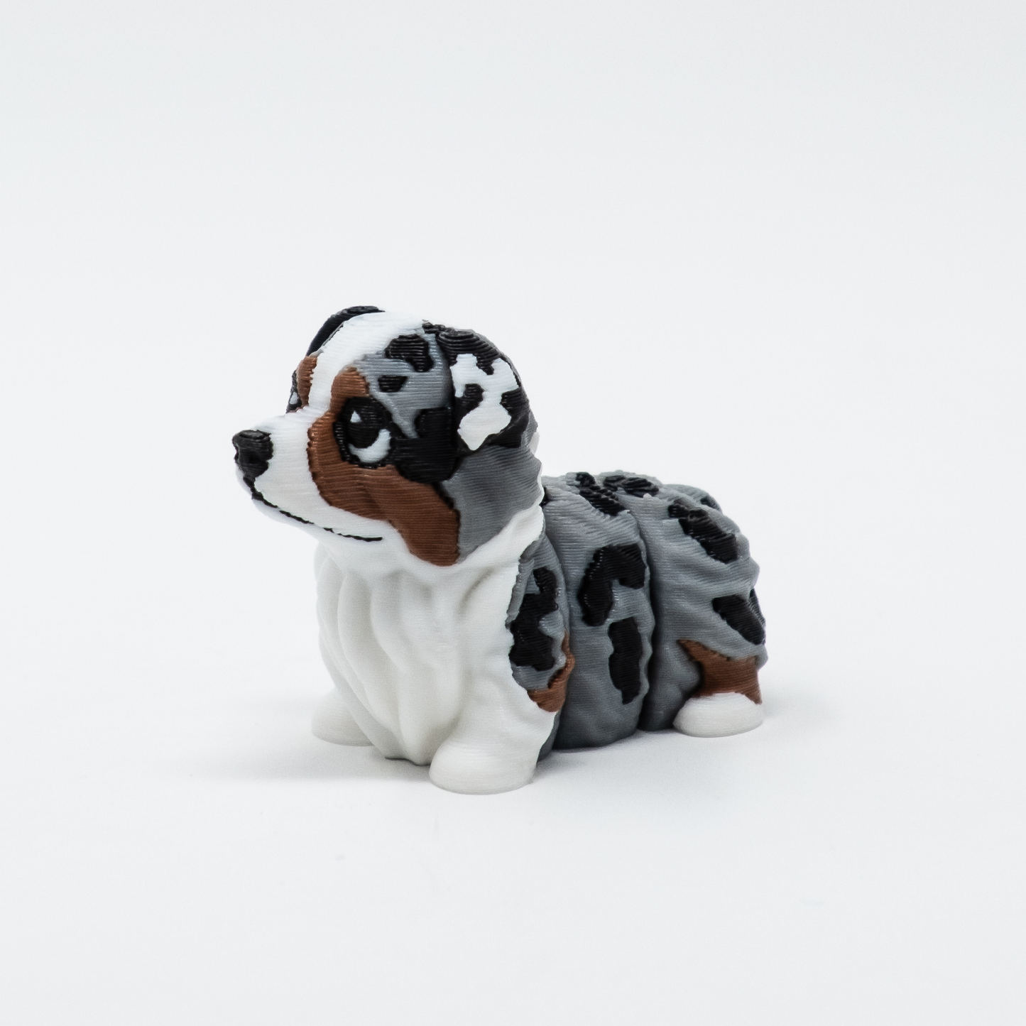 Australian Shepard