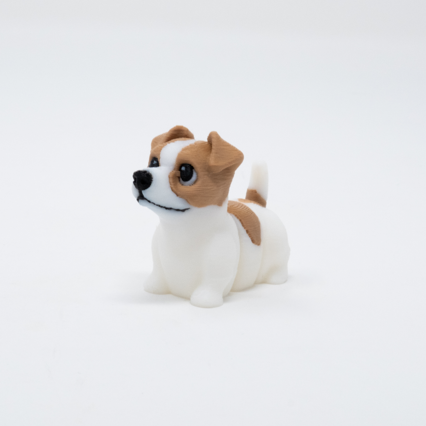 Jack Russel Terrier