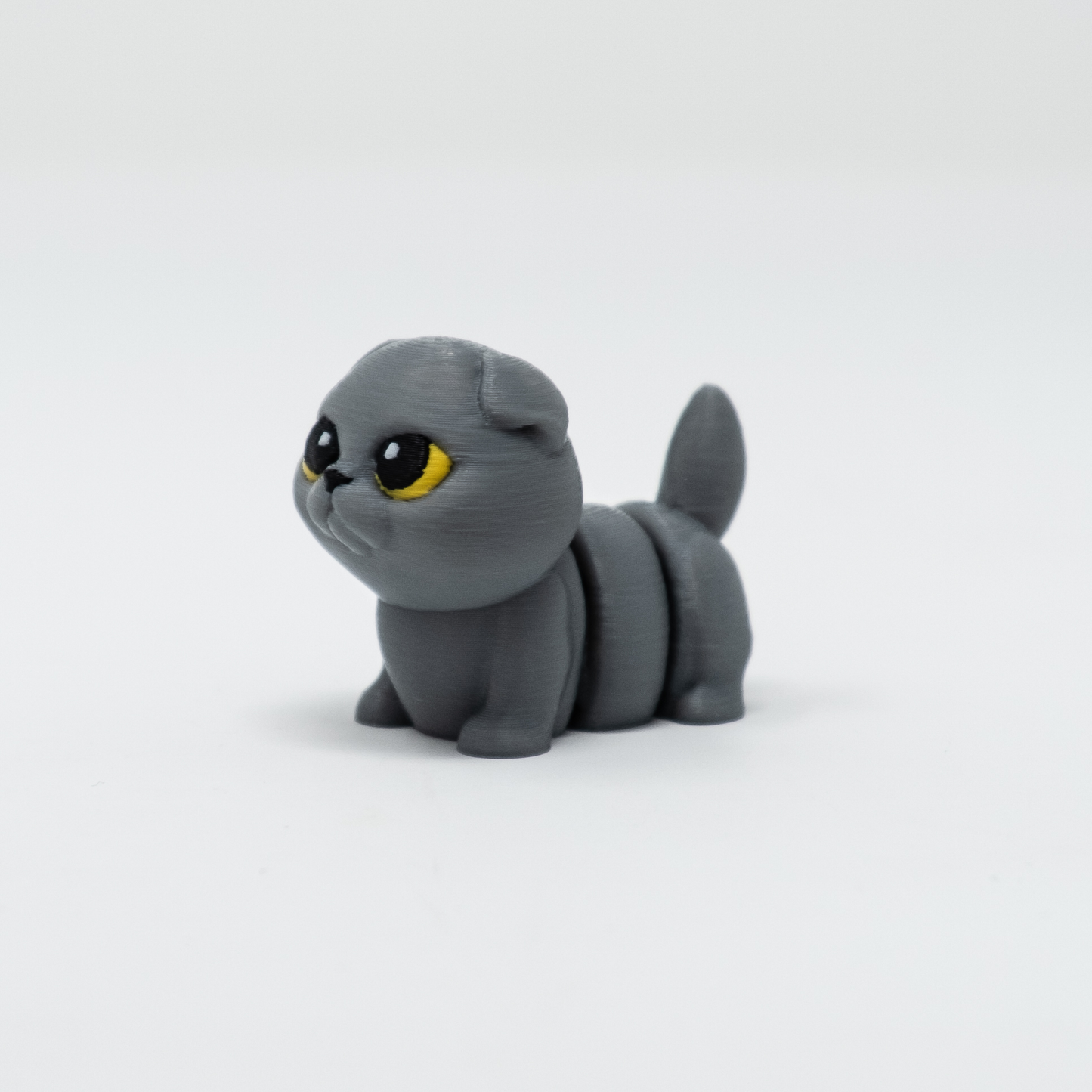 Scottish Fold
