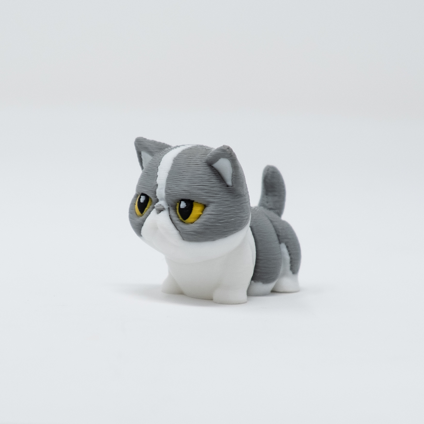 Exotic Shorthair